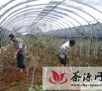 红河州金花茶品种培育基地建设初具规模