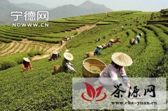 福安市开拓创新深化茶产业发展升级