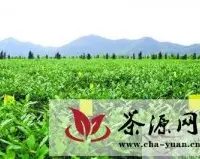 福建从茶叶资源大省向茶叶产业强省转变