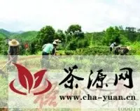 苍梧县大力发展六堡茶特色名镇