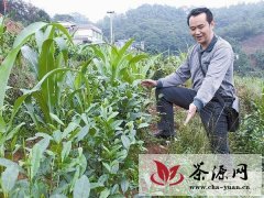 江安县幼龄茶园将推广“粱—茶—菊”技术