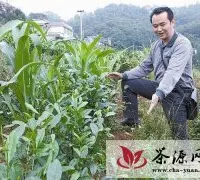 江安县幼龄茶园将推广“粱—茶—菊”技术