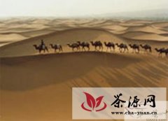 安化黑茶：将借助骆驼队穿越欧亚大陆