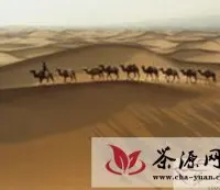 安化黑茶：将借助骆驼队穿越欧亚大陆