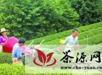 茶叶机械化生产将助力湖南迈向茶业强省