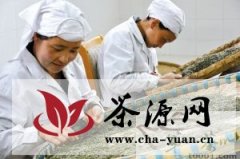 西藏林芝极品雪域银峰春茶正式上市