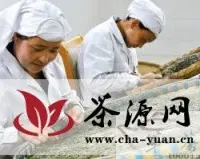西藏林芝极品雪域银峰春茶正式上市