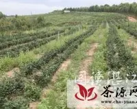 茶叶专家传授农户红条茶加工技术