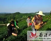 人民日报“文化襄阳”采访团走进谷城茶园体验采茶