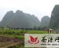 英德黄花将打造广东省茶叶专业镇
