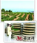 青岛崂山茶发展需注入更多文化