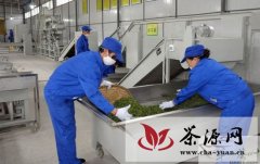 思南投资2503万建13座茶叶加工厂