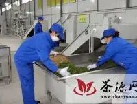 思南投资2503万建13座茶叶加工厂