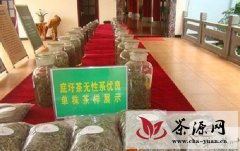 云南广南县举办2012年春茶品评会