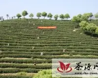 戴村举办少数民族妇女“三清茶”采茶比赛