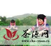 凌云县举行茶文化旅游节