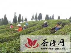 水城县杨梅乡茶农正在茶园采茶