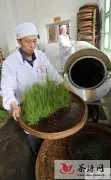 遂川县大力发展茶产业助民增收