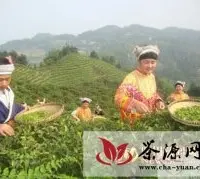 古蔺县将打造纯天然万亩生态茶园