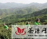 安幑庐江生态有机名茶开采
