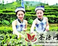 宜昌市举行首届中国名茶之乡邓村绿茶开园节
