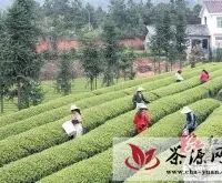 长沙县百里茶廊跻身国家级示范区