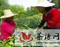 旌德庙首镇生态茶产业显成效