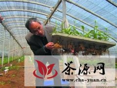 青岛培育出首个抗寒茶新品种“瑞雪”