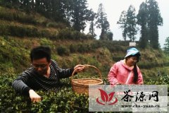 南岳组织网友前往衡山开展禅茶之旅