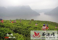 沅陵首届茶文化旅游节18日开幕