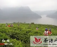 沅陵首届茶文化旅游节18日开幕