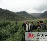 农业部到岳西视察调研茶叶生产