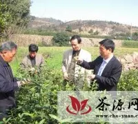 舒城副县长杜世忠深入茶区指导春茶生产