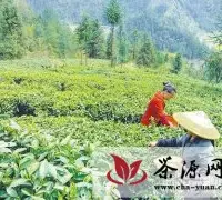 益阳市今年茶产业力推标准化建设