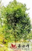 隆林德峨乡发现大量千年野生茶树