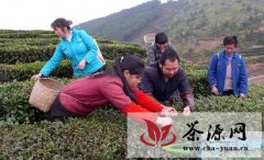 重庆万州区生态茶园基地开采明前茶
