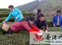 重庆万州区生态茶园基地开采明前茶