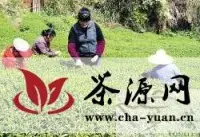 南平延平区“贡茶”示范基地春茶上市