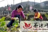 湖北南漳借力打造10亿茶叶产业