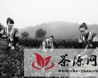 2012年春黎平侗乡生态茶开园仪式在高屯镇举行