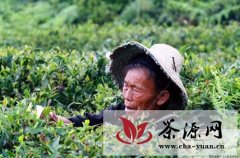 贵州今年春茶产量同比预增25%