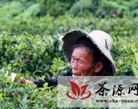 贵州今年春茶产量同比预增25%