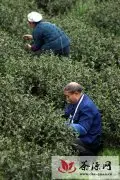 贵州遵义采茶工缺口达20万人