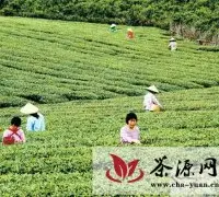 广西象州县妙皇乡2千多亩茶叶进入采摘期
