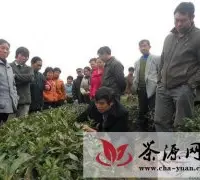 印江洋溪镇开展春茶采摘技术培训
