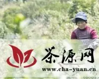 宁波今年首批春茶新鲜上市