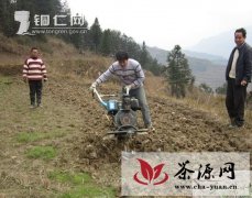 印江县掀起了春植茶园热潮