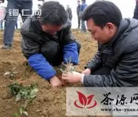 印江县举办茶苗移栽现场技术培训会