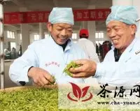 霞浦县举办茶加工职业技能竞赛