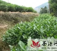 安溪县初查“百座茶山”植树造林